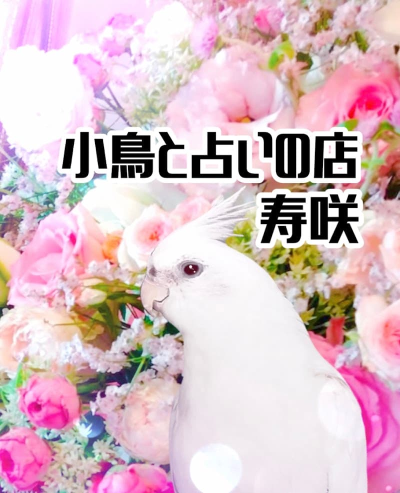 小鳥と占いの店 寿咲
