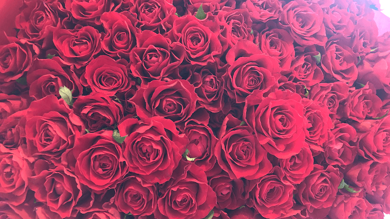 RoseAphrodite ヒーリング・占いサロン