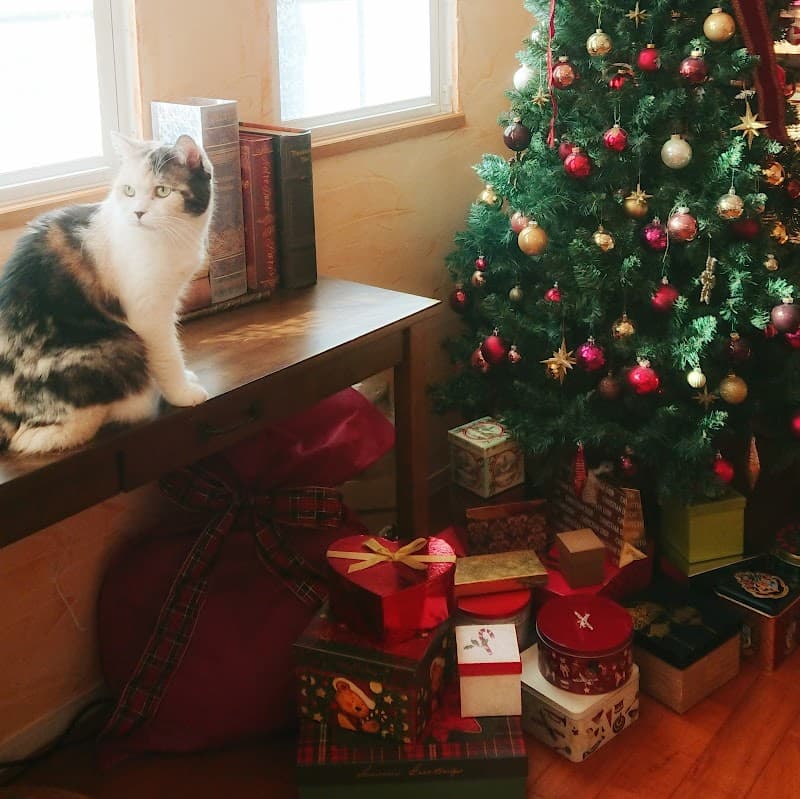 Chat et Noel シャエノエル